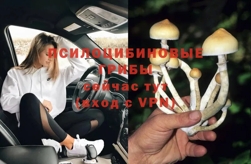 Галлюциногенные грибы Psilocybe  Димитровград 